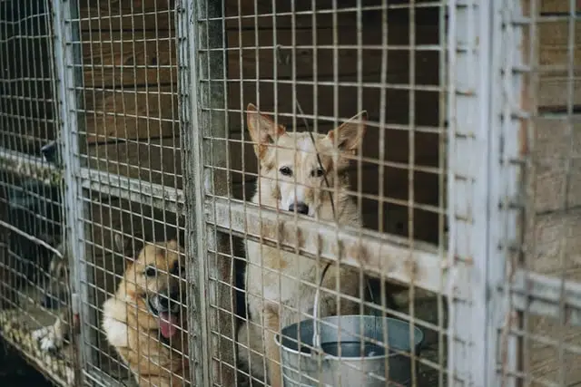 Dogs in a shelter hopefully await someone to arrive and give them a second chance at life 
