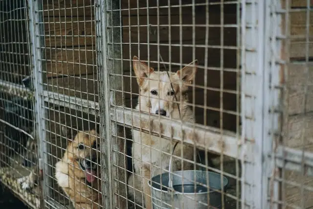 Dogs in a shelter hopefully await someone to arrive and give them a second chance at life