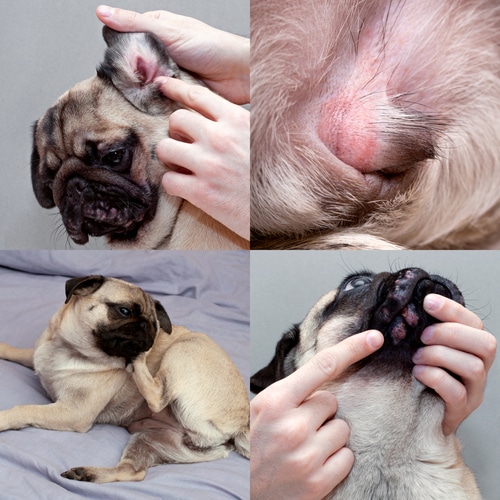 Just like people, dogs can have skin conditions that are caused by several factors and be temporary or chronic. 