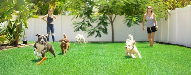 Teaching dogs and kids safe behaviour can be fast tracked with puppy school or a dog behaviourist. 