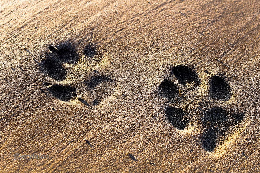 Eco friendly dog food can help reduce our 'carbon pawprint'.