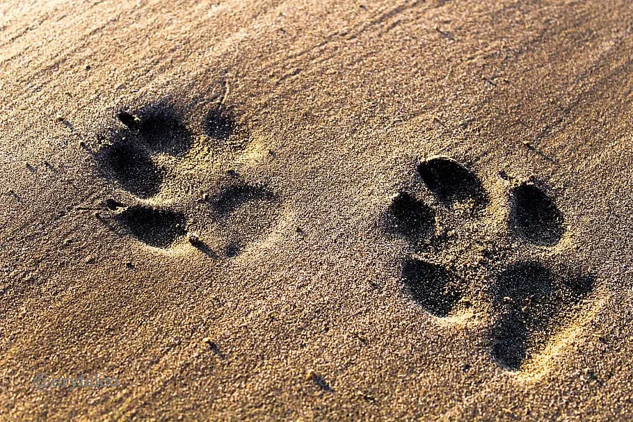 two dog pawprints on orange sand represent dogs feet that smell like corn chips