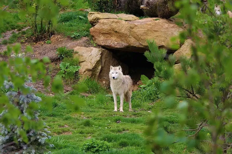 Dogs (and wolves) don’t pee or poop in their den, and in the same way, they are less likely to toilet in their crate. 