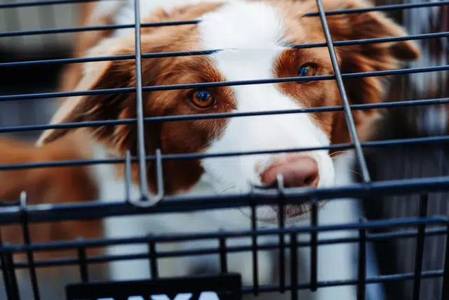 Crate training can have benefits for some dogs but can also cause some dogs trauma.