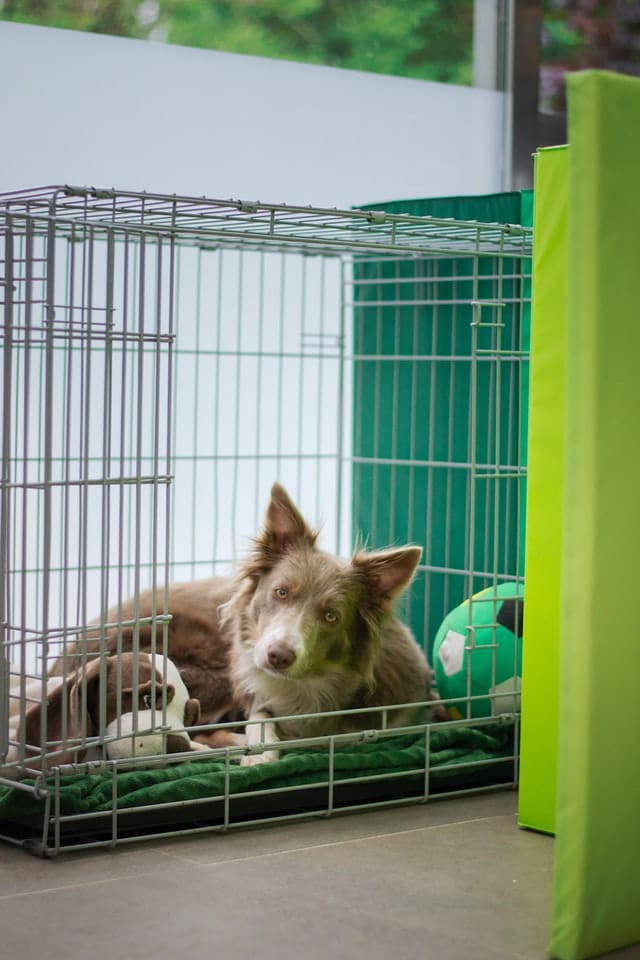 The crate is a den that goes wherever pup goes, bringing with it, familiar and comforting smells.