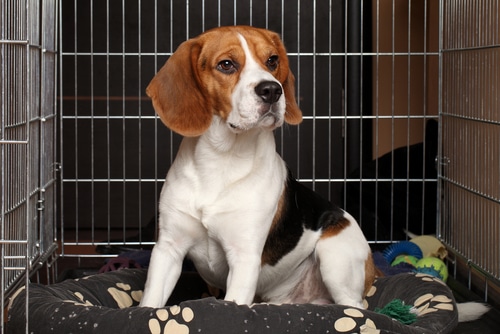 Explore these pros & cons of whether you should crate train a puppy: