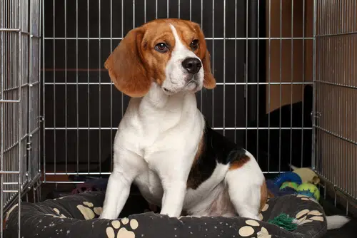 Should You Crate Train a Puppy Part One PD Insurance
