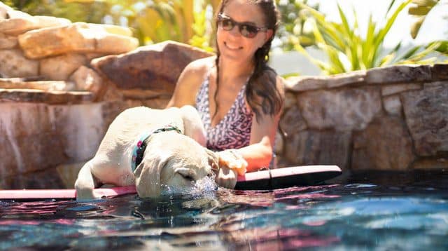 you can exercise your dog without walking by swimming with them like this brunette woman and her labrador puppy