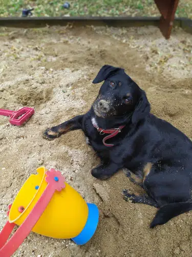 digging in a sandpit is a good way to exercise a dog without walking. This nlack labrador is lying in a sandpit after digging