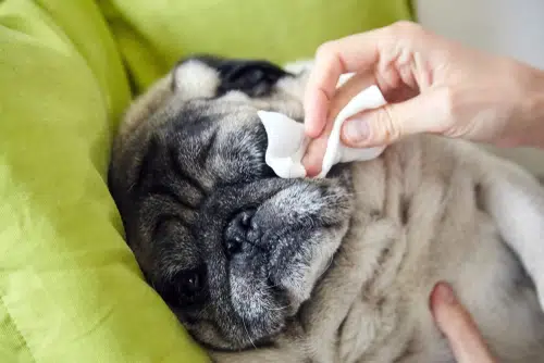 pug having eyes wiped to remove dog tear stains