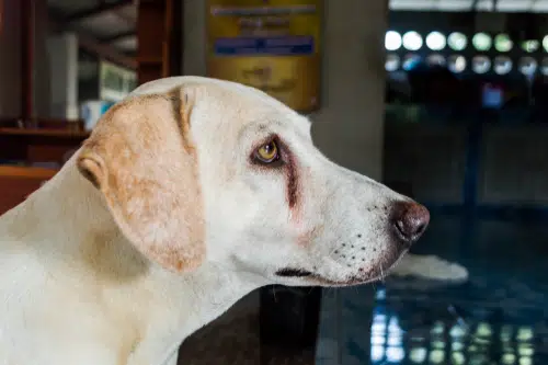 side profile labrador with dog tear stains