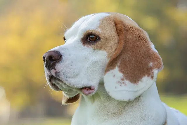 lemon beagle - this is like charlie, our imaginary dog used to find out how expensive pet insurance is