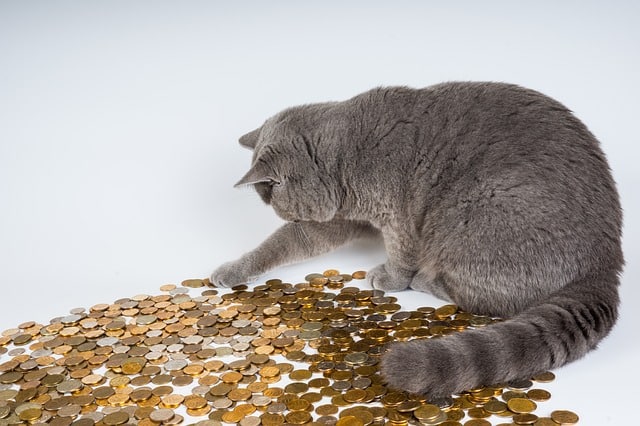 grey cat sitting on coins wonders how expensive is pet insurance