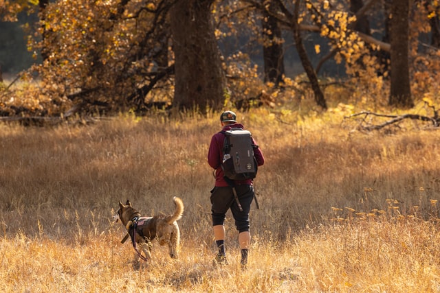 husky and man hiking. Exercise with your dog is good for both of your health