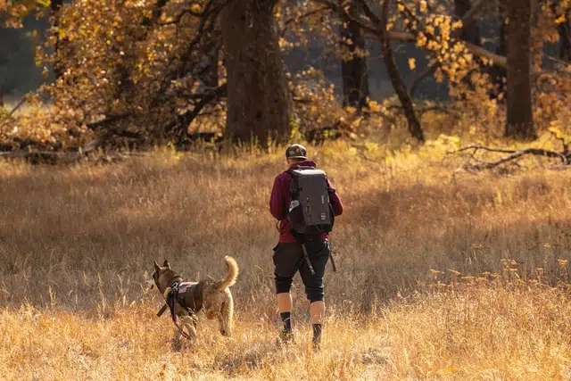 husky and man hiking. Exercise with your dog is good for both of your health
