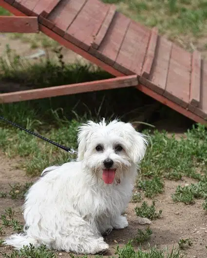 maltese puppy at puppy training school for agility