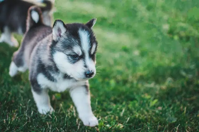 husky at puppy training school