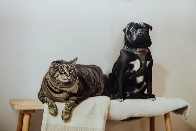 this puppy was introduced to a cat correctly and now they are friendly