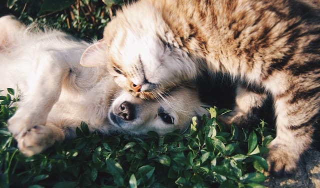your puppy and cat can become friends like these two lying on the grass together - ginger cat and labrador