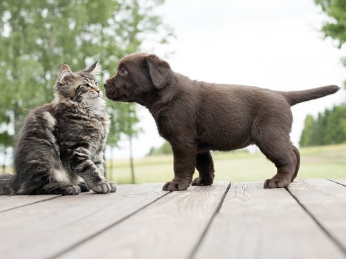 black puppy being introduced to cat