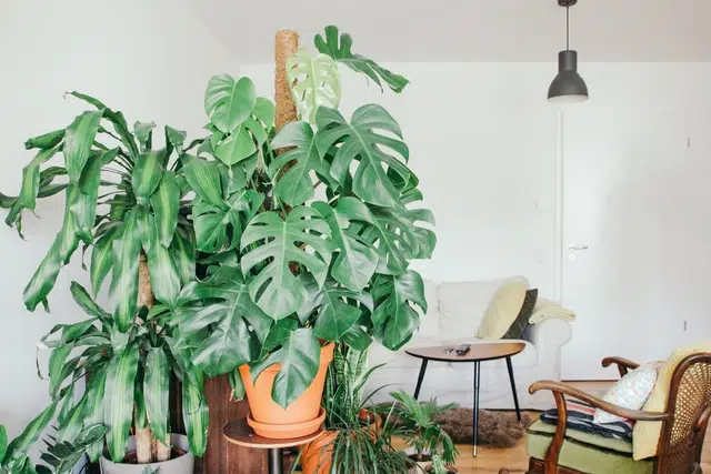 monstera deliciosa is one of the plants that is toxic to pets
