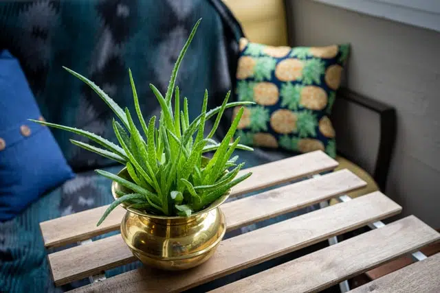 aloe vera is one of the plants that is toxic to pets