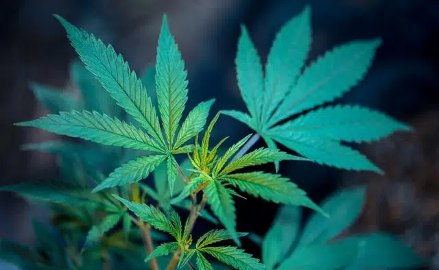 cannabis is one of the plants that is toxic to pets