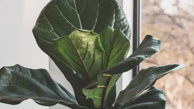 fiddle leaf fig is one of the plants that is toxic to pets