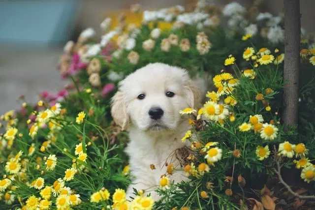 golden puppy sitting in fields of flowers - this plant isn't toxic but many others are