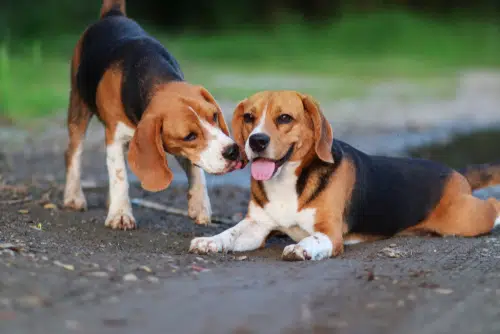 These two beagles dogs are loving having pet company.
