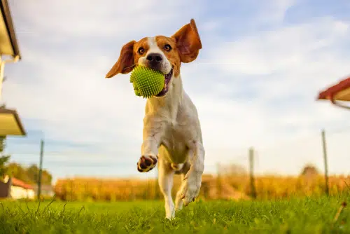 This beagle dog has ample space to run and exercise at home - a good thing for this breed!