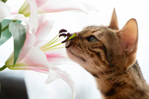 bengal cat sniffing lillies which are bad for pets