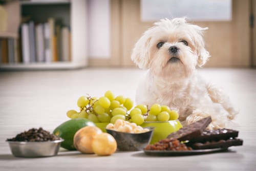 white maltese dog in front of foods that are bad for pets - grapes, avocado, chocolate