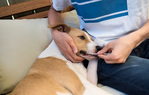 This dog is having the dog DNA test and is having the sample saliva swab done.