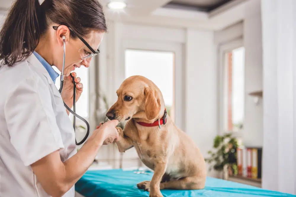 A dog DNA test could help your vet predict your dog's future health issues prevent them before they happen.