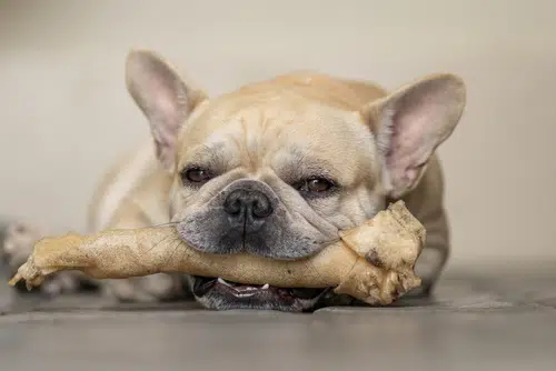 We ask and explore 'is rawhide bad for dogs'.