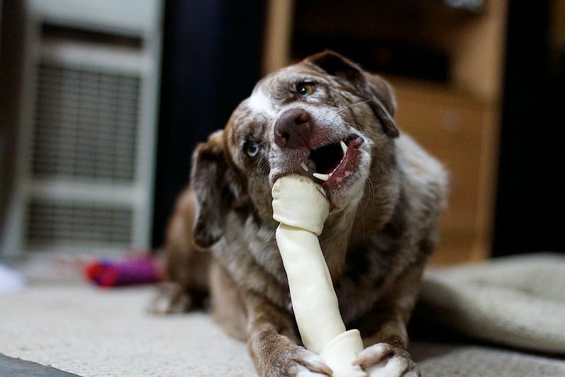 how do i know if my pungsan dog has a rawhide blockage