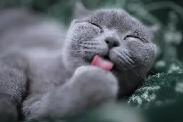 This Russian blue cat licking its paws doesnt appear to be suffering from animal abuse