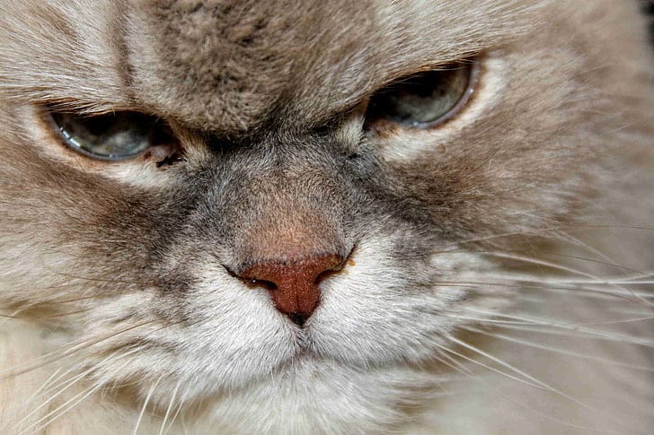 This pet doesn't like their pet parent's partner!