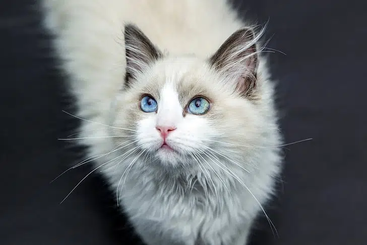 This Ragdoll is a purebred cat. 