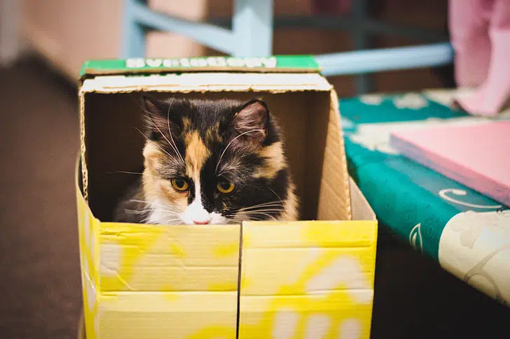 Adopting a cat like this one who's not a purebred can be just as rewarding.