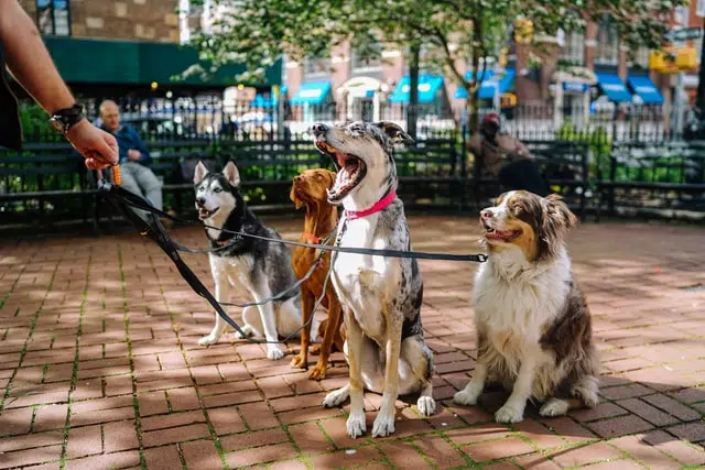 group of purebred dogs on leashes including shepherd and husky