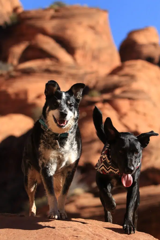 two black mixed bred dogs walking