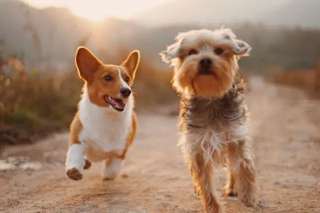 purebred dogs - a corgi and a yorkshire terrier - running on a road towards camera