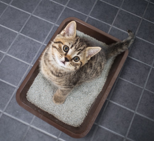 train a kitten to use a litter tray like this brown one