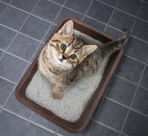 train a kitten to use a litter tray like this brown one