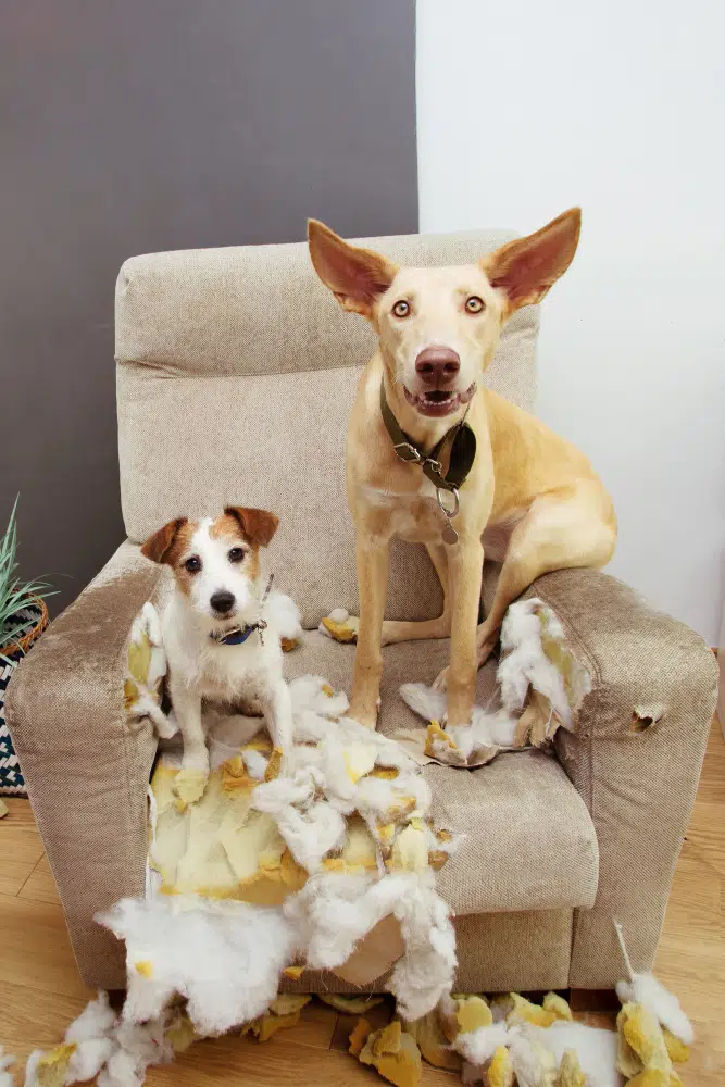 jack russell puppy and grown dog sitting on couch that they have chewed apart