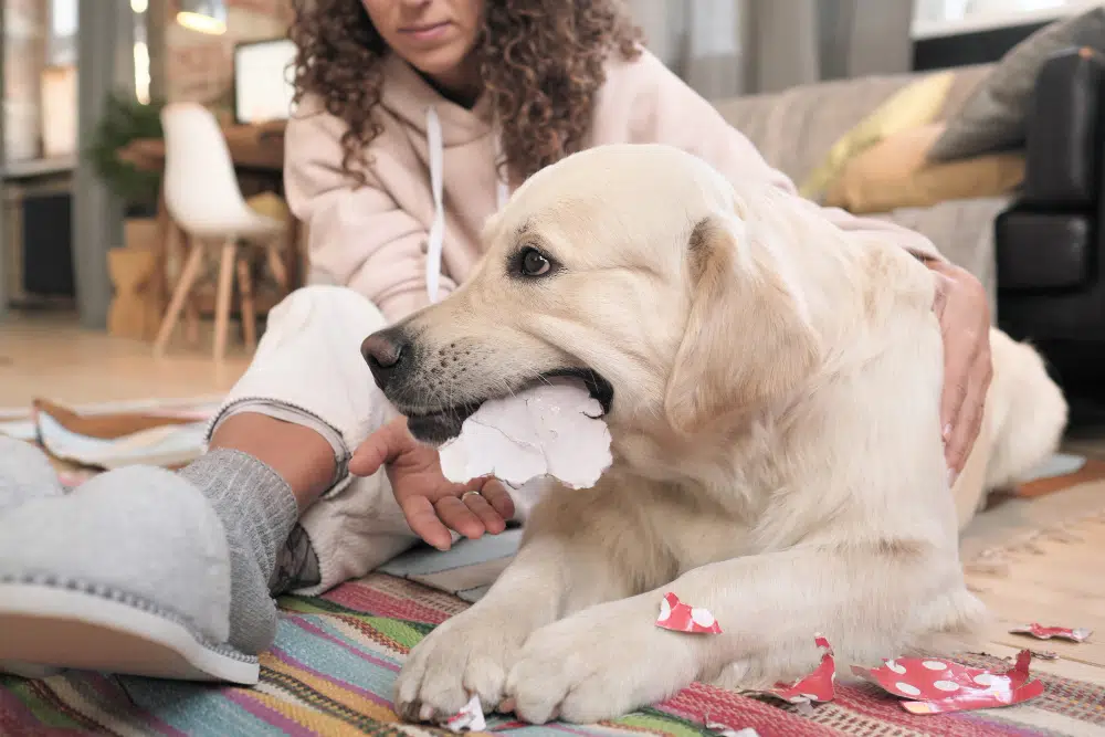 A woman wonders "When do puppies lose their teeth" while watching her Labrador Retriever chew some paper to shreds on the lounge floor