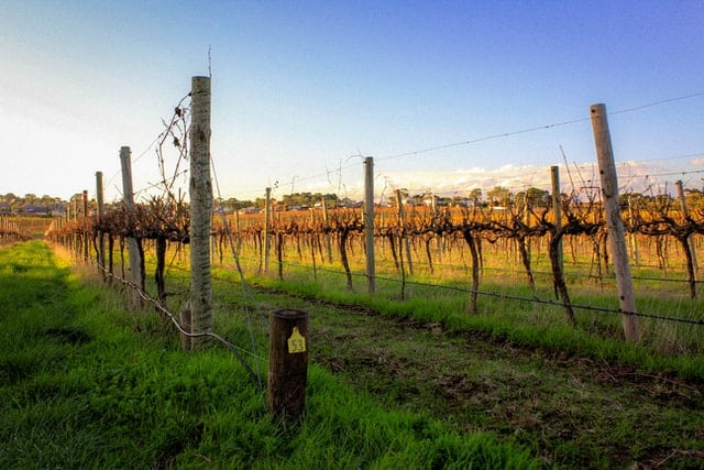 wine regions are one of the best getaways in south australia