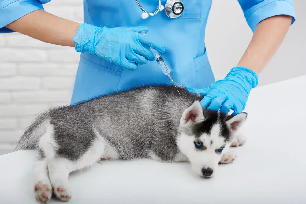 vet giving microchip to a dog